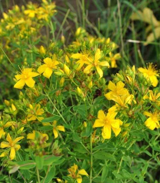 Amitriptyline en sint janskruid