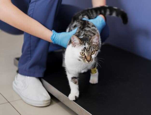Azithromycin dosing for cats