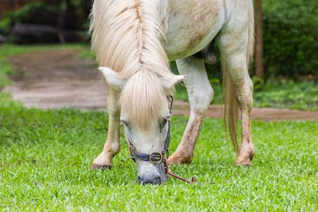 Azithromycin in foals