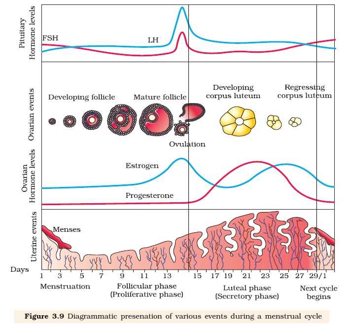 Can amitriptyline affect your menstrual cycle