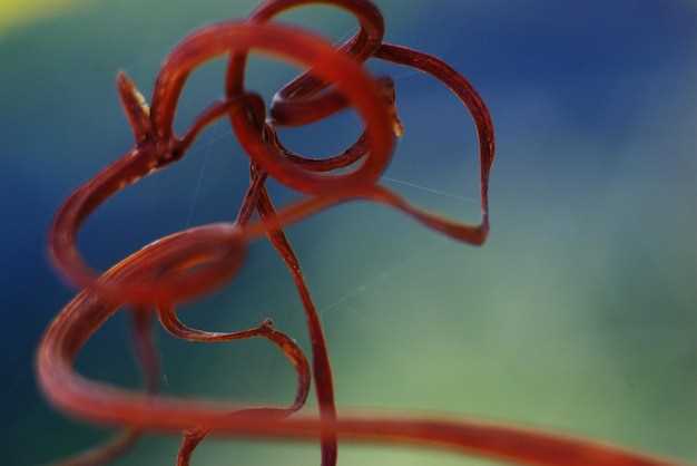 Can doxycycline kill heartworms