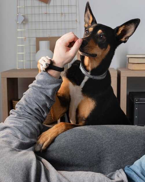 Can i give my dog doxycycline for an ear infection