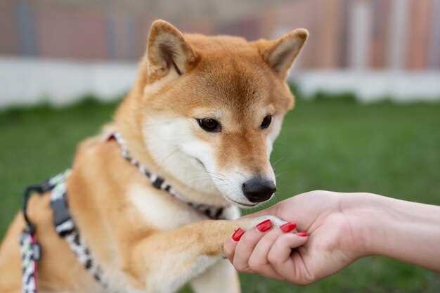 Doxycycline 100mg for a dog