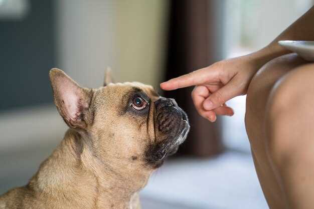 Doxycycline dogs dose