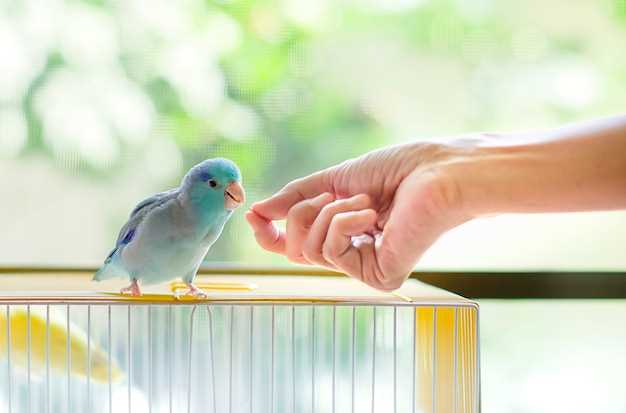 Doxycycline dosage for budgies