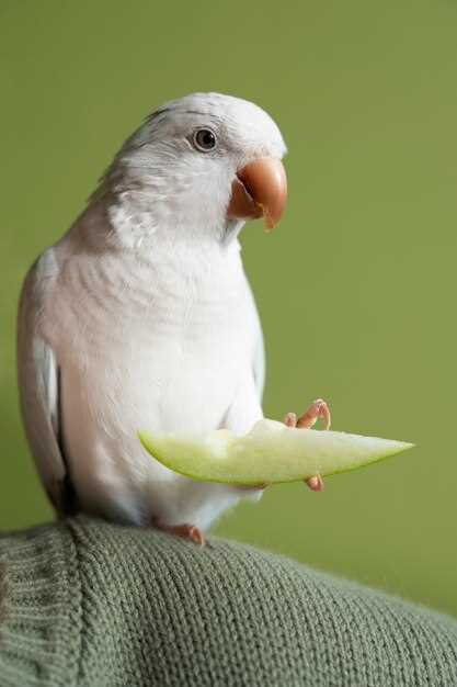 Doxycycline for parakeets