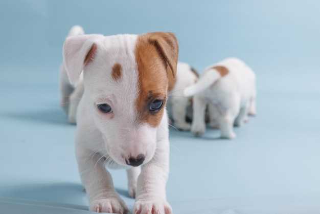 Doxycycline hyclate 100mg puppies uri