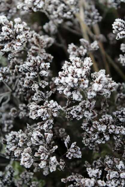 Purchase Information