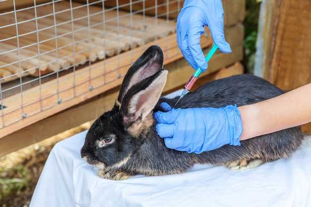 Doxycycline side effects in rabbits