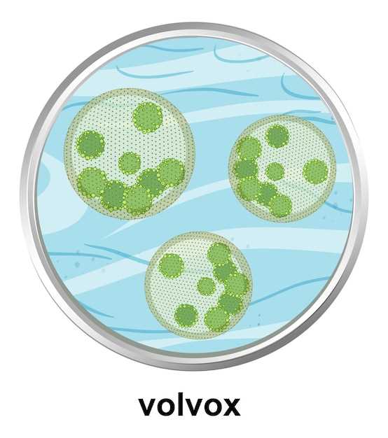 How does doxycycline hyclate look