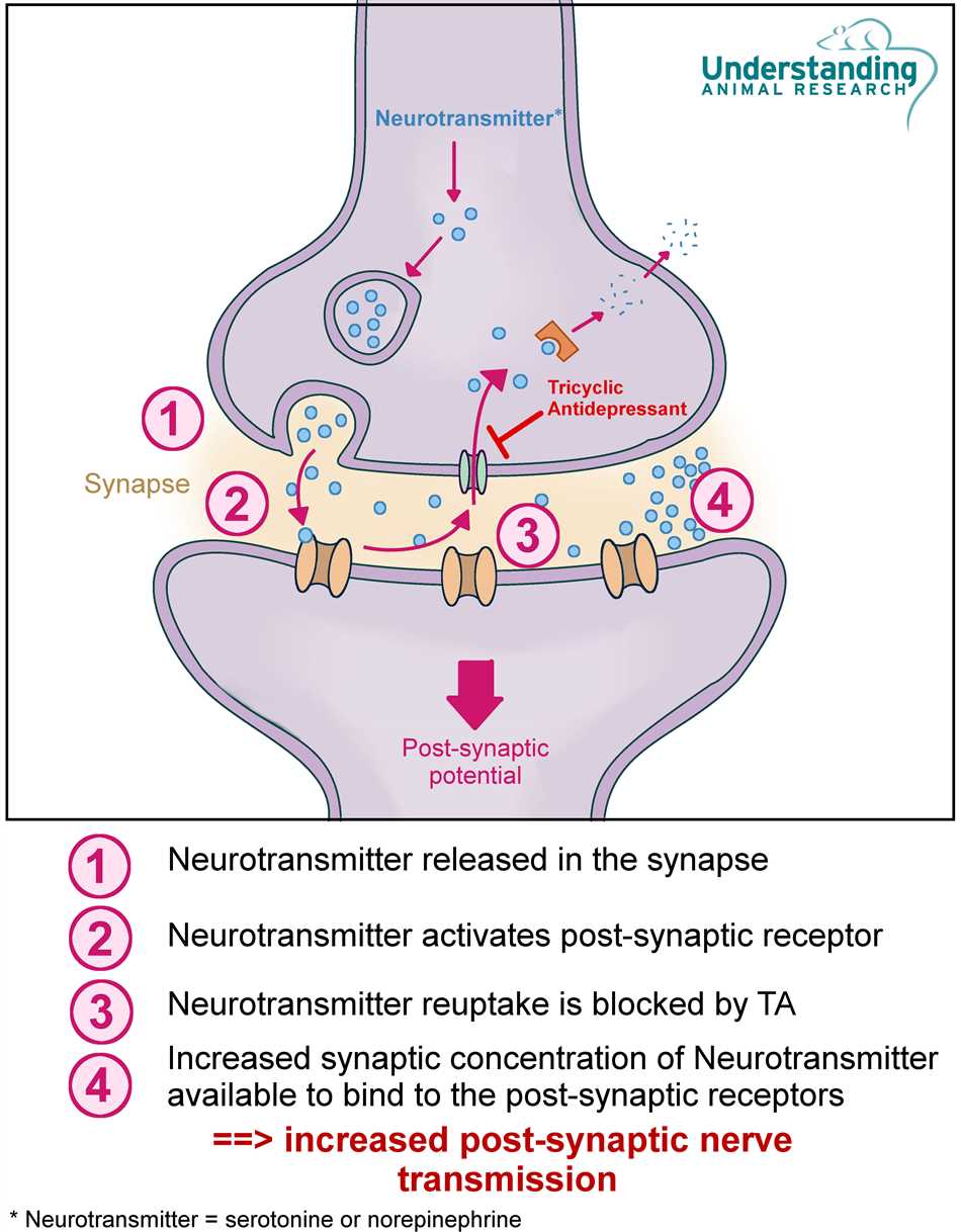 Interactions between amitriptyline and sertraline
