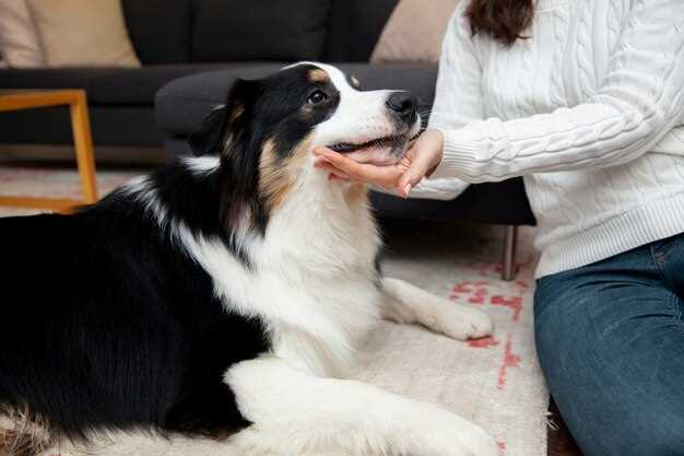 Is azithromycin bad for dogs