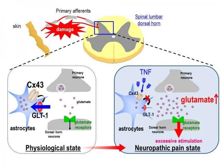 Modulating Nervous System Activity